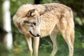 Une proie sur neuf mangée par un loup en Suisse est un mouton. (Image d'illustration)